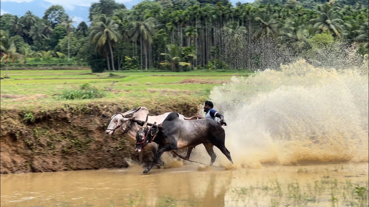 Kaalapoot Malsaram @Chithali, Palakkad #palakkad #chithali #kaalapoot #kannuthali