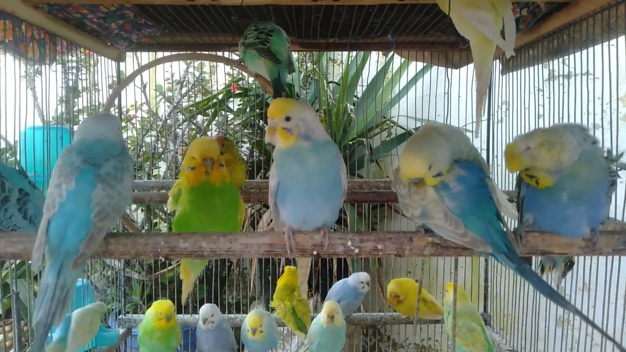 🥰🎀 かわいすぎ警報！止まらない笑い🤣💕 #かわいすぎ #インコ動画 #癒し 😆