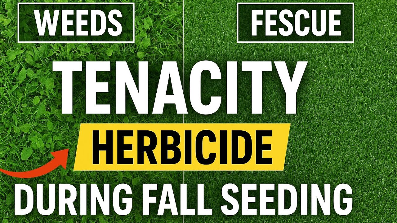 Tenacity + Overseeding: The Perfect Combo for a Weed-Free Fescue Lawn