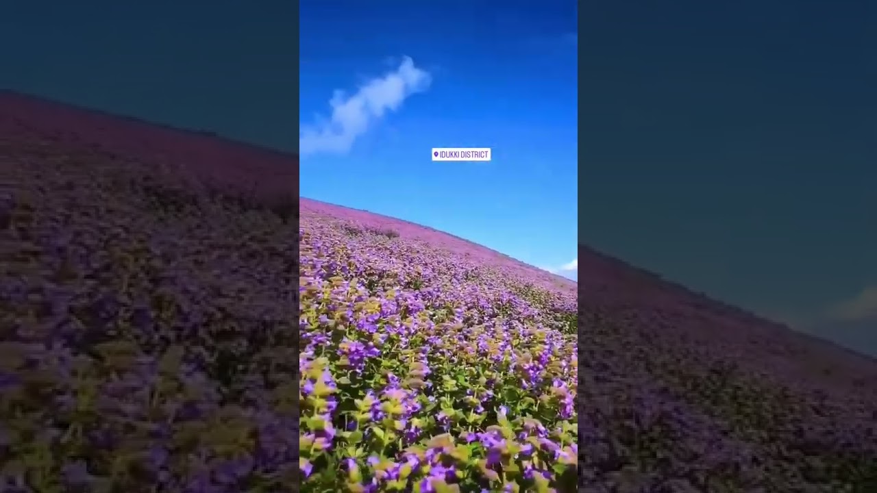 munnar kurinji flower/blu kurinji/tourism god's own country munnar idukki #tourism #idukki #flowers