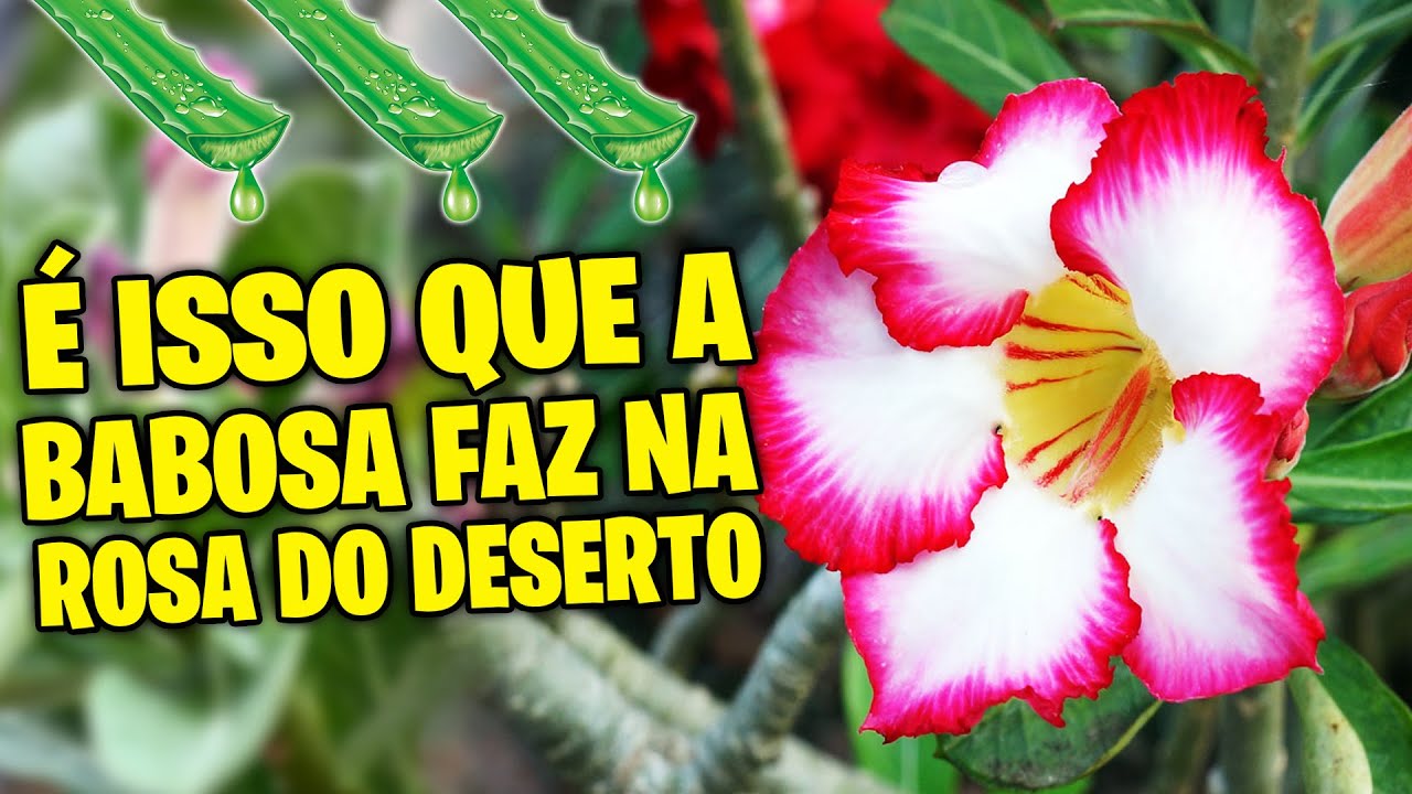 😳Use a BABOSA para ter uma Rosa do Deserto MAIS SAUDÁVEL