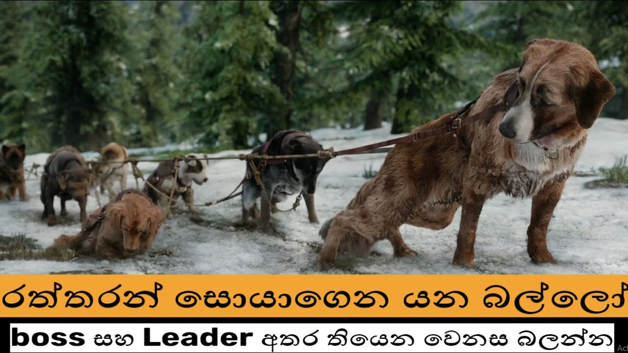 boss සහ Leader අතර තියෙන වෙනස බලන්න Call of the wild Movie Explained Sinhala | Film review