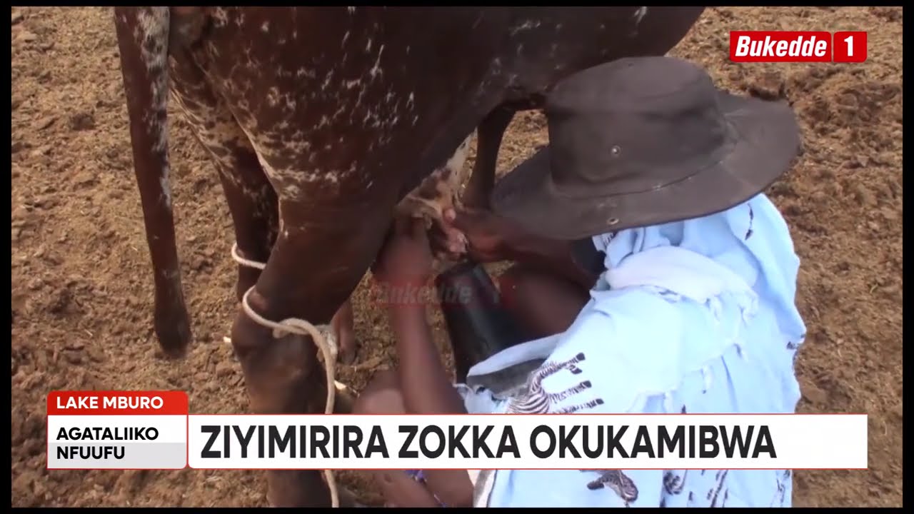 Agataliikonfuufu: Uganda Zaabu , ziizino Ente ezirina empisa, ziyimirira zokka okukamibwa