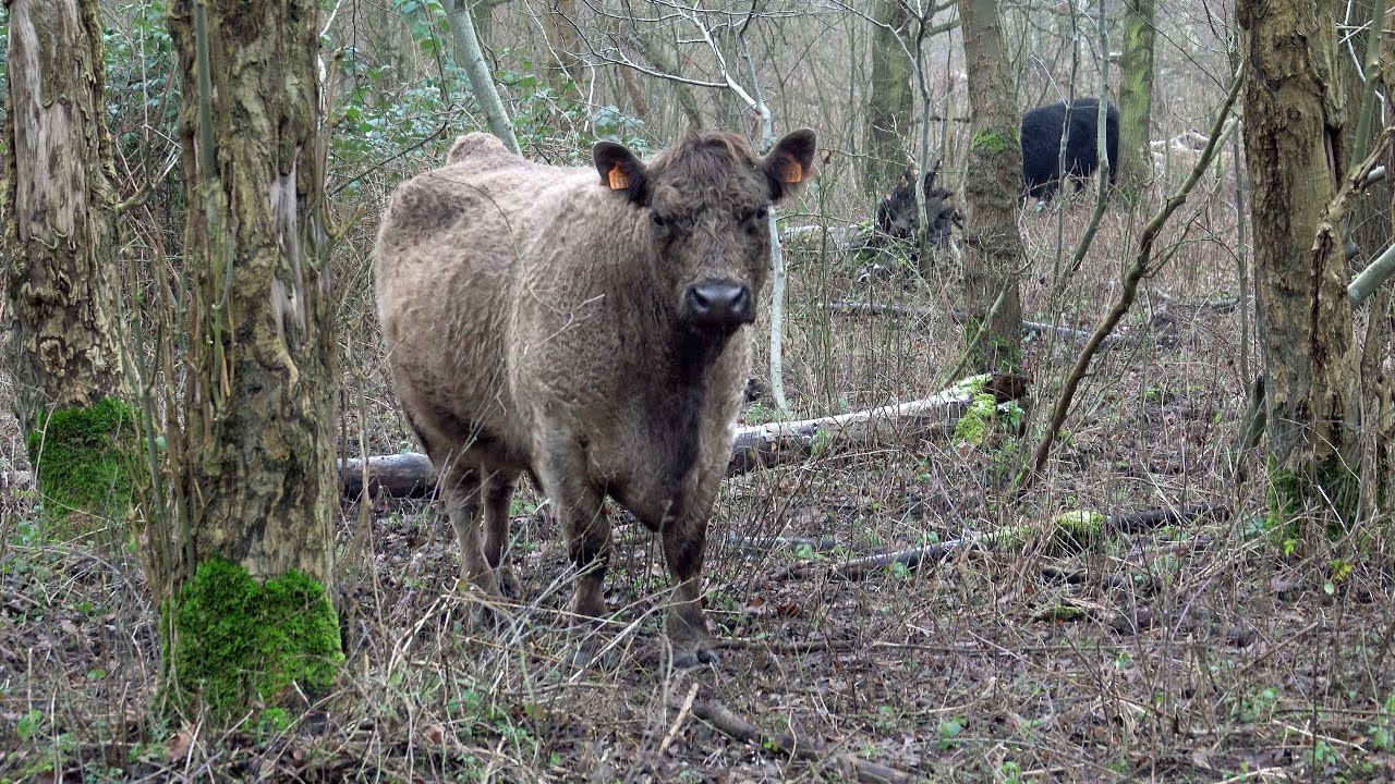 Wandelen, Bospolder, Put van Ekeren, Ekeren, Antwerpen