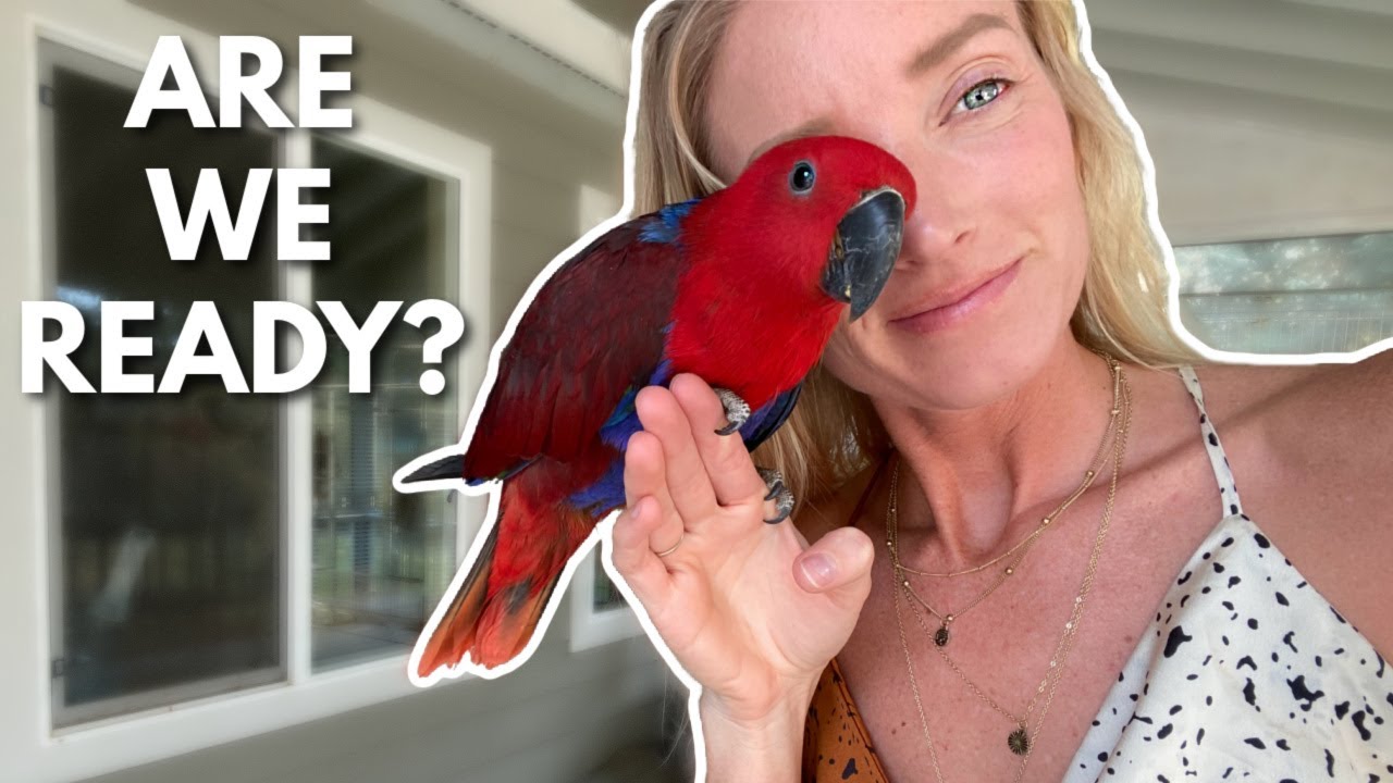 Is Fennel the Eclectus Ready to go Home?!