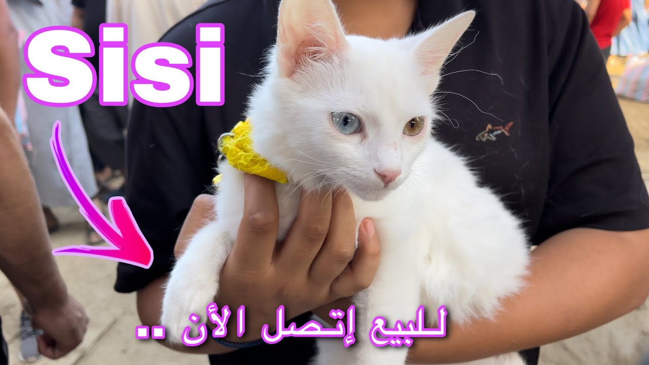 قطة 😸 إسمها Sisi للبيع عطاوه 3000 دج ومازال شاهد جمال Sisi على Dounia 📺