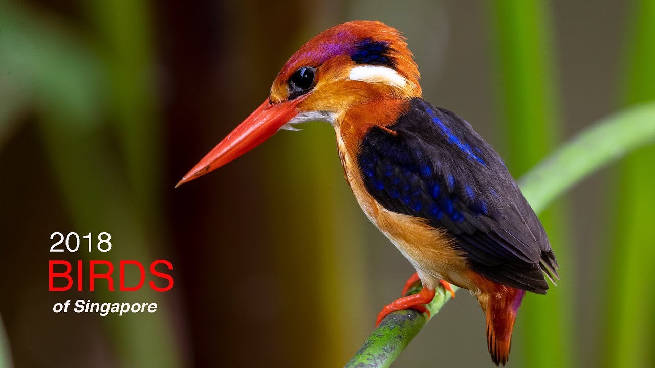 Birds of Singapore 2018