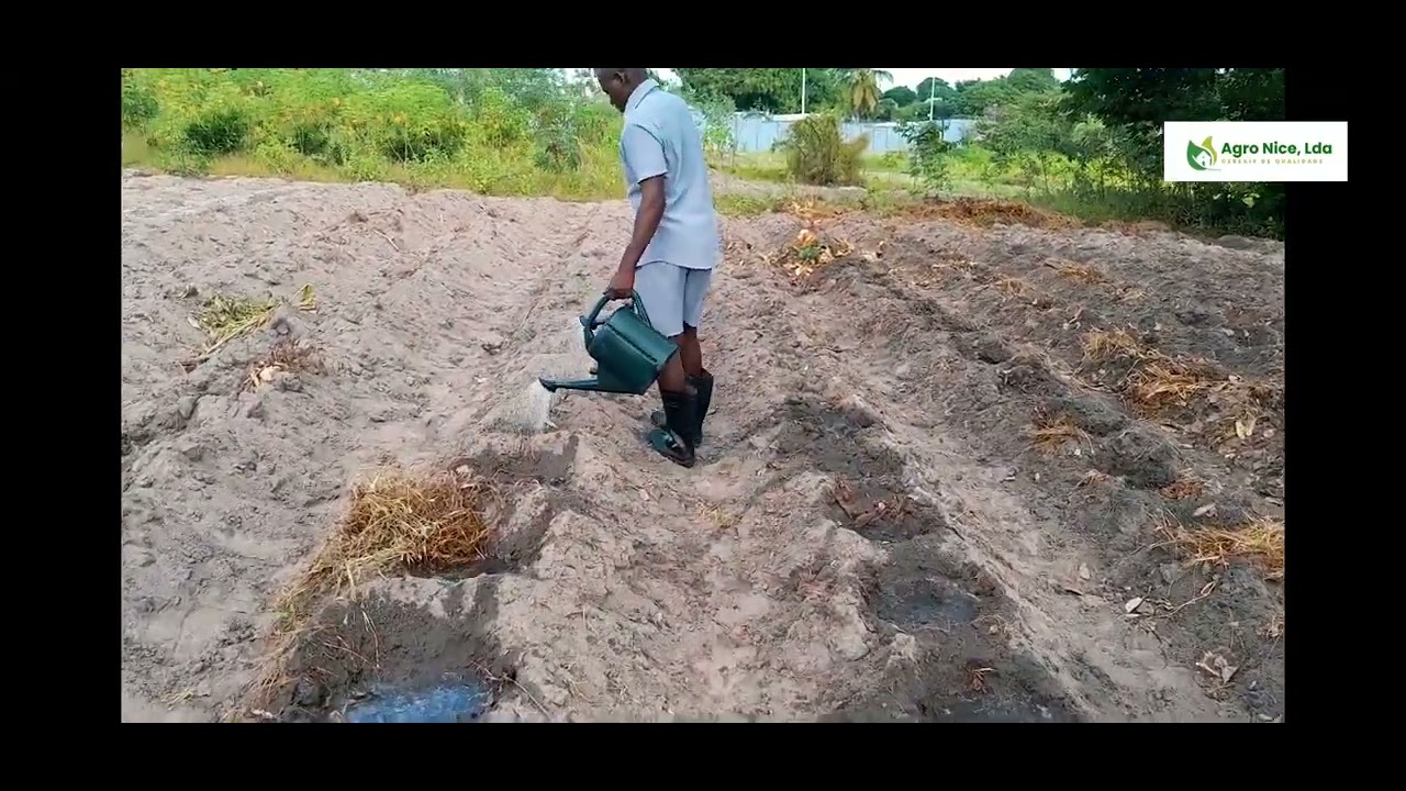 Produção de Pepino da sementeira à Germinação com Rega Manual! 🌱💦