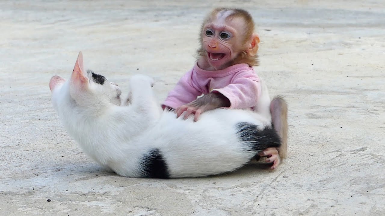 Baby Monkey Alan Cry Angry Baby Cat So Much