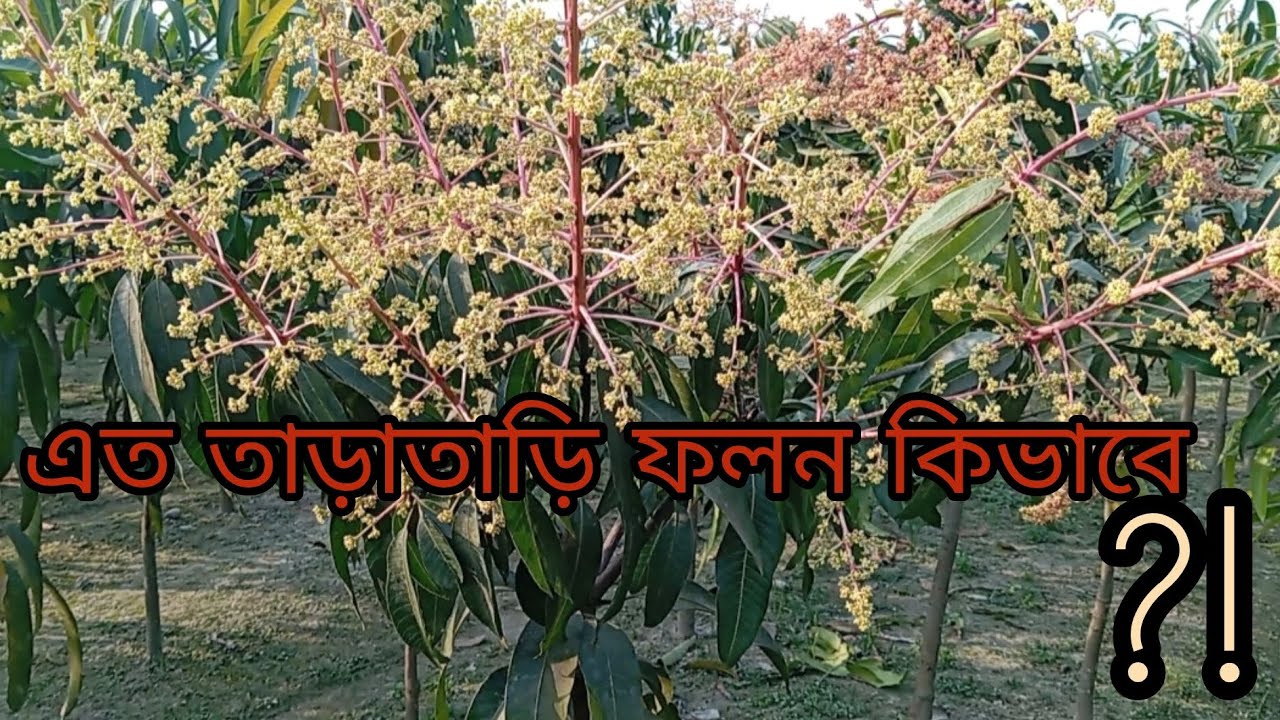 এই ধরনের গাছ এখন খুবই অল্প মূল্যে পাওয়া যাচ্ছে । যদি লাগে তাহলে অবশ্যই যোগাযোগ করবেন ধন্যবাদ। 
