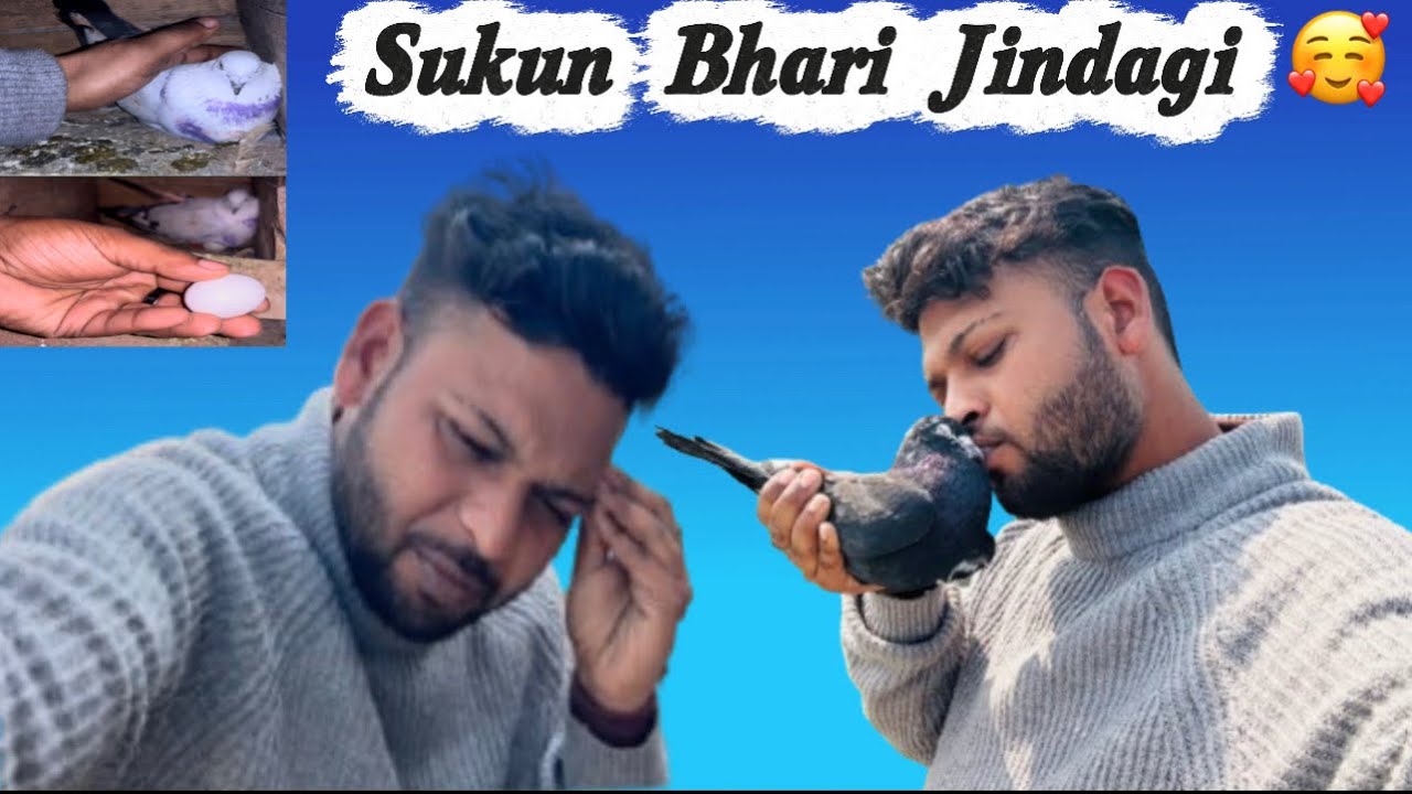 Kabutaron ka saath aur be-panah sukun 🥰😇#varunmbdvlogs #dailyvlog #viralvideo #sukun #pigeonlovers 