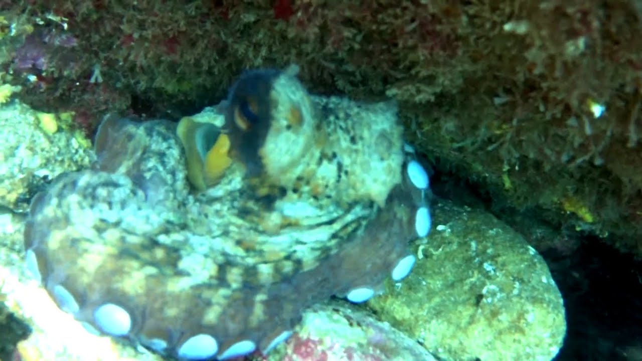 julio19 de Fuerteventura al Cantábrico (pesca submarina)-spearfishing