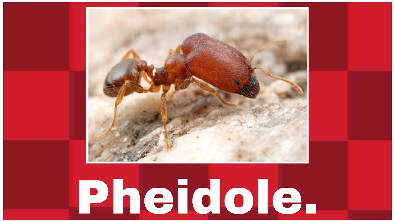 Todo sobre las Hormigas Pheidole.