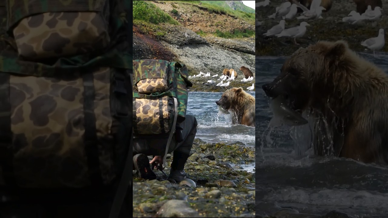 Mother Grizzly Bear 5ft Away From Me