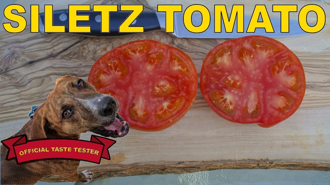 Siletz Tomato: An Early, Prolific, Delicious Tomato For Cool Weather