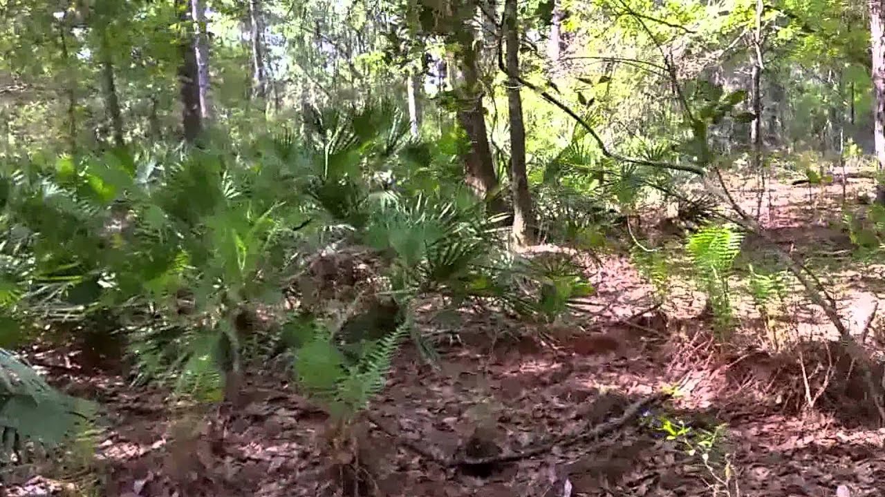 Deep Lot Video Walk Through