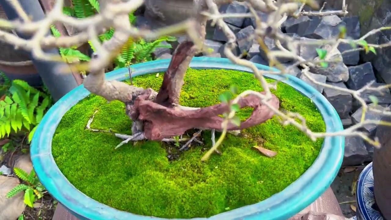  Bãi đỗ xe độc nhất: Là vườn Bonsai luôn!