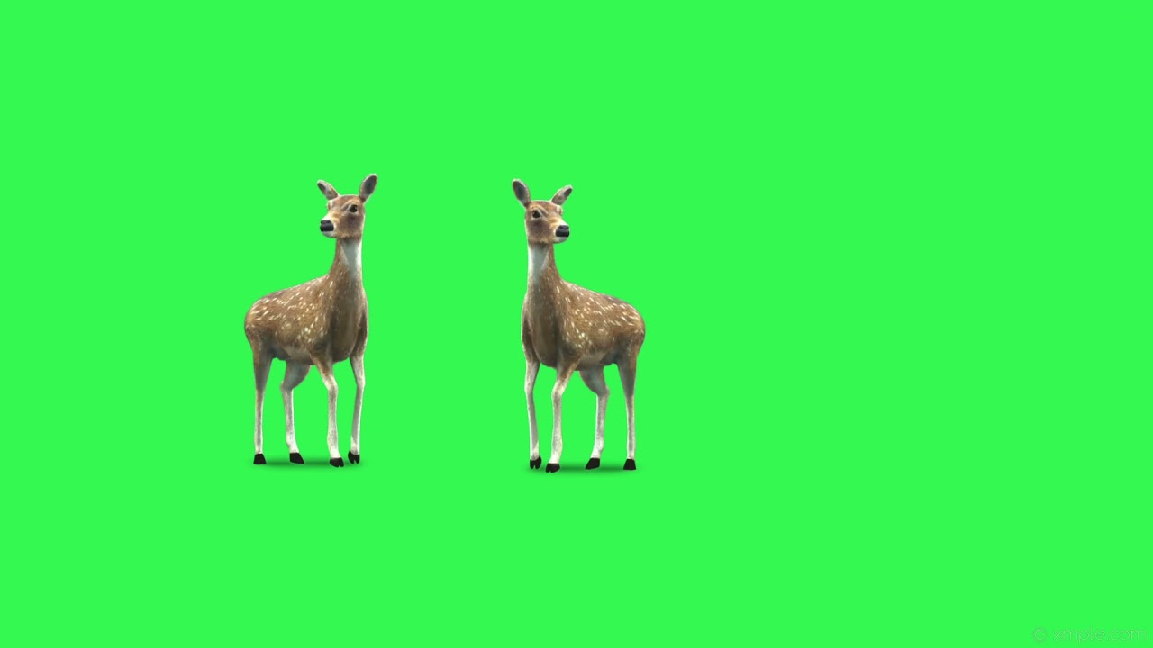 Deer  green screen video