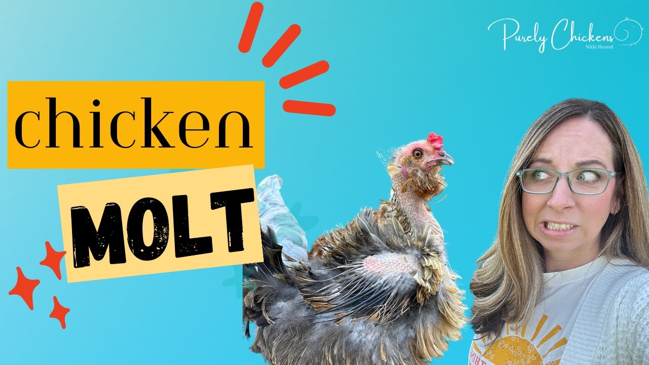 Линька у кур: руководство Purelychicken по борьбе с осенней линькой