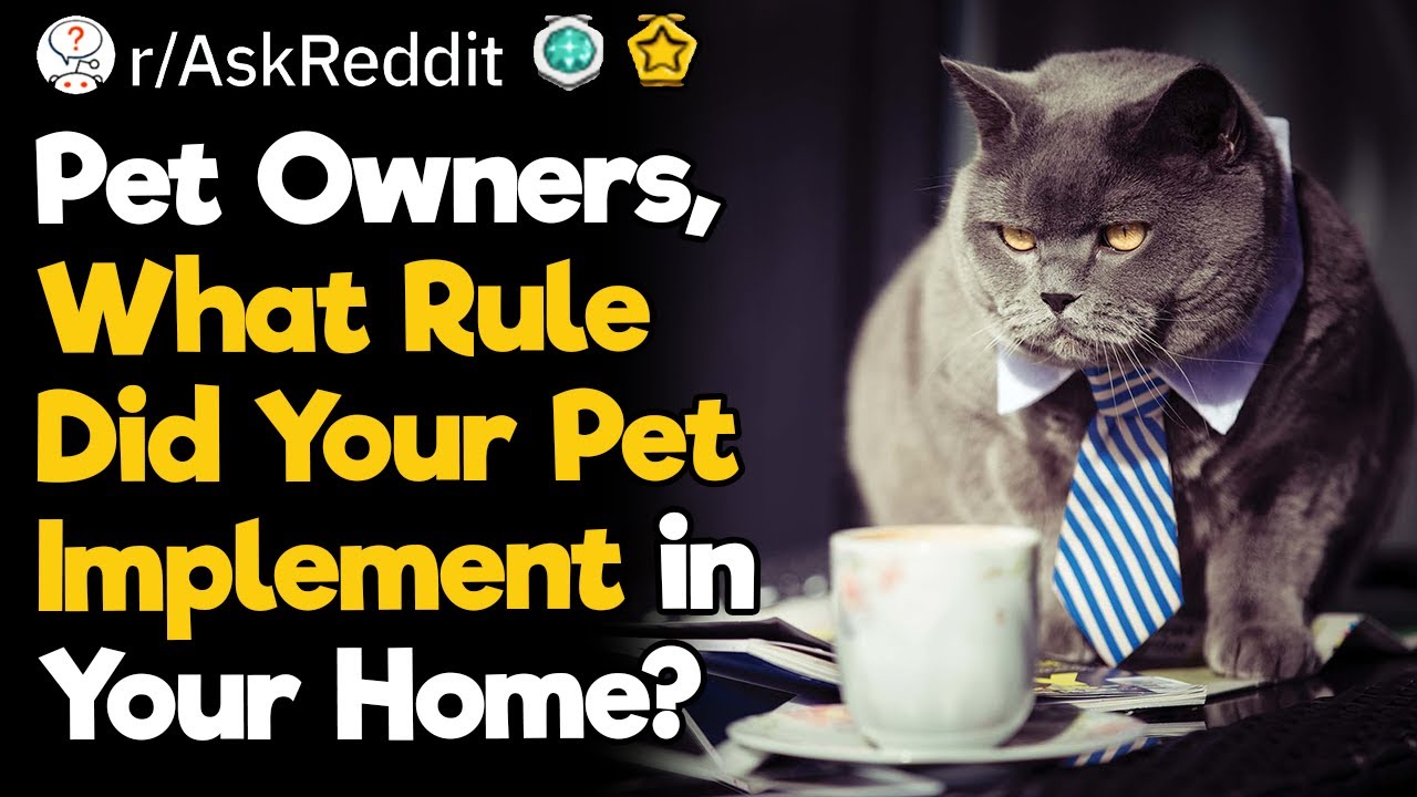 What Rule Did Your Pet Implement in Your Home?