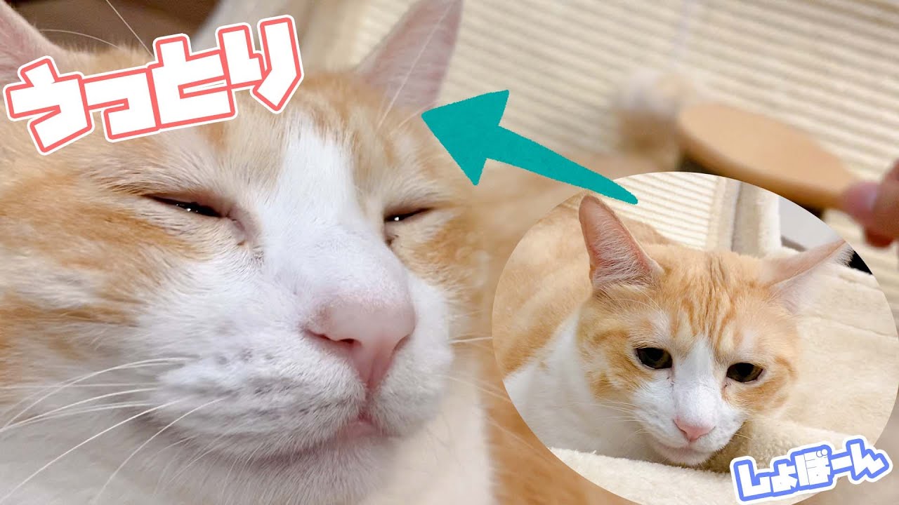 しょぼくれた顔のねこもおもわず笑顔になるブラッシング