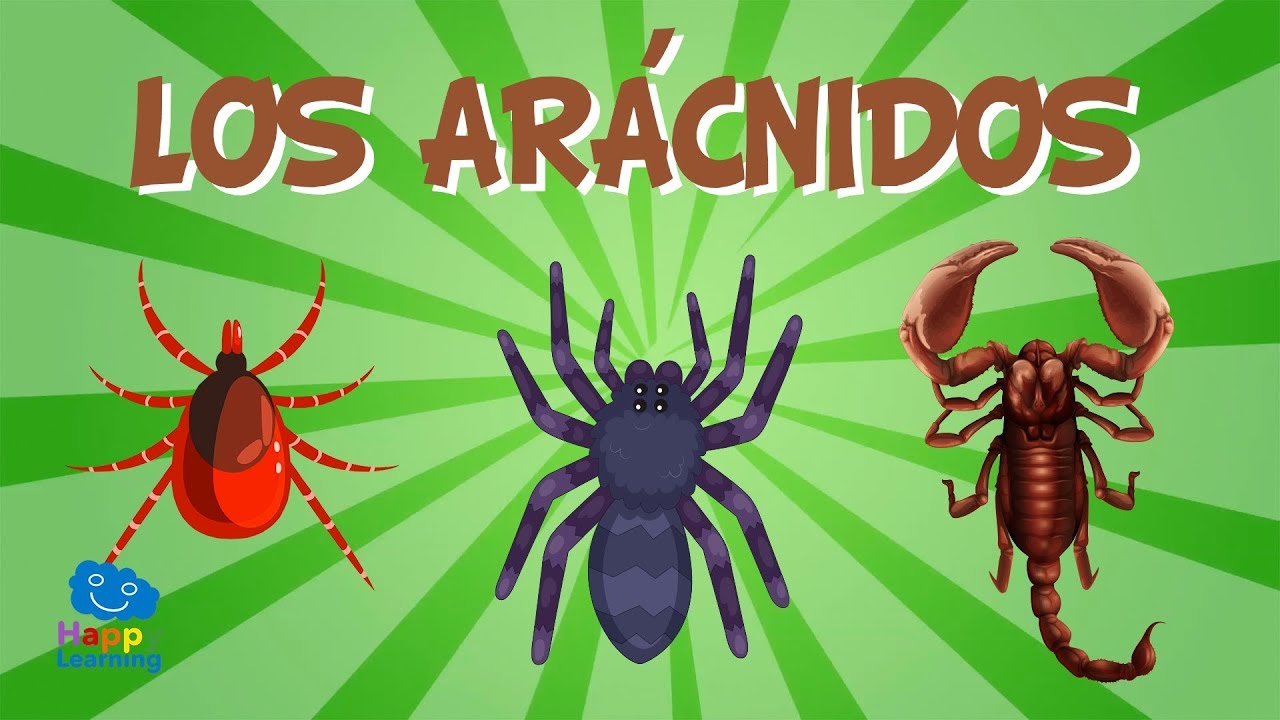 LOS ARÁCNIDOS | Vídeos Educativos para Niños de Primaria | Happy Learning
