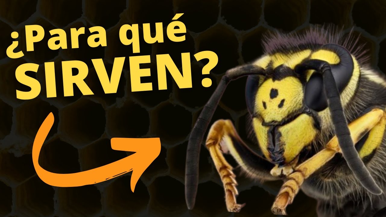 Las avispas merecen una mejor reputación