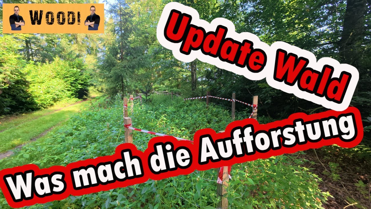 Wald Update - Wie gut entwickelt sich die Aufforstung?