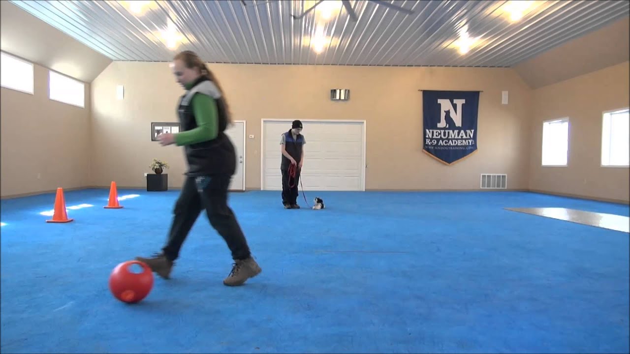 Cooper (Havanese) Puppy Camp Training Video