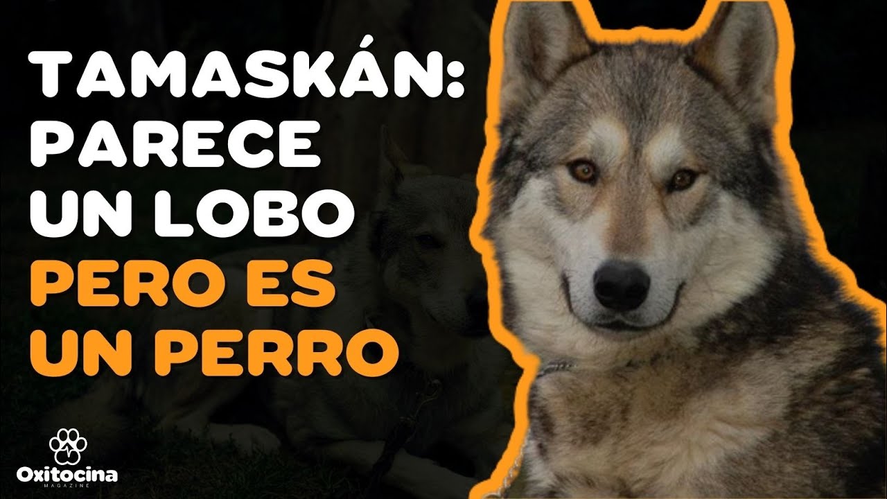 TAMASKÁN: (PERRO LOBO) 9 COSAS que debes SABER