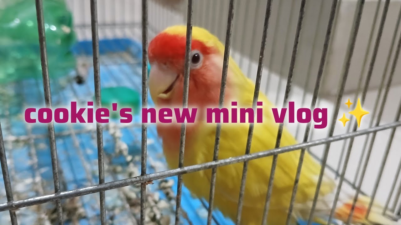 let's start cookie's mini vlog from today!! #birds ##turtlewatching #shortvideo 