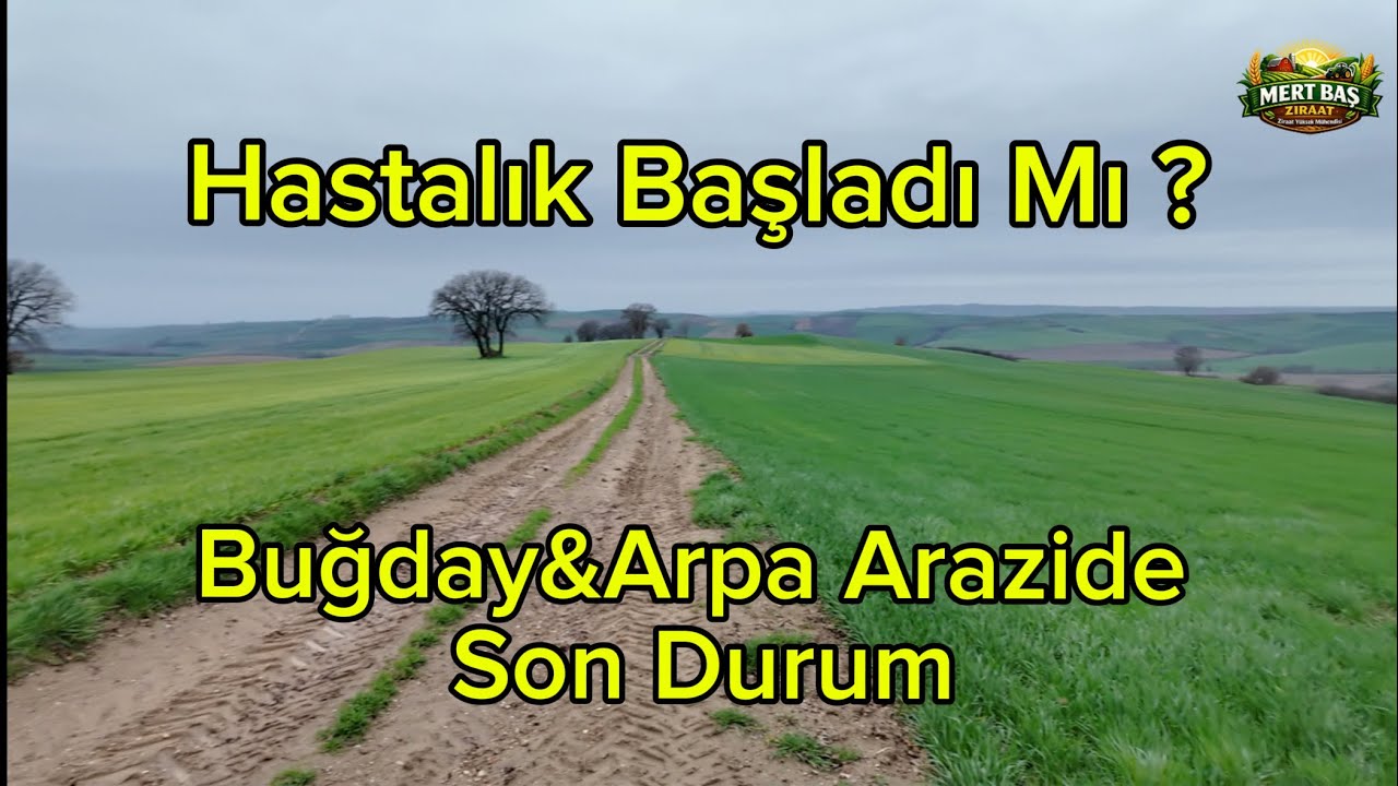 Trakya’da Buğday ve Arpa Son Durum | Hastalık ve Gübreleme Tavsiyeleri
