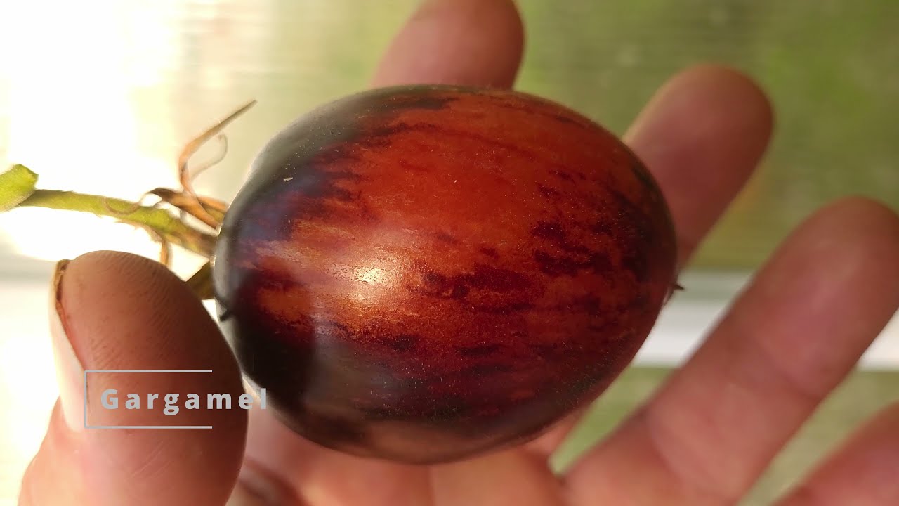 Tomaten Raritäten