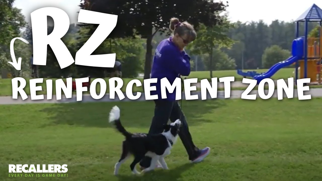 Understanding Your Dog's Reinforcement Zone (RZ) with Susan Garrett