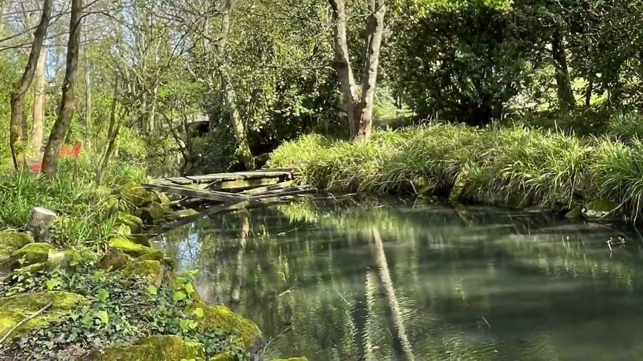 流金歲月 Timeless - Evergreen Tree / Cliff Richard and the Shadows (1960)