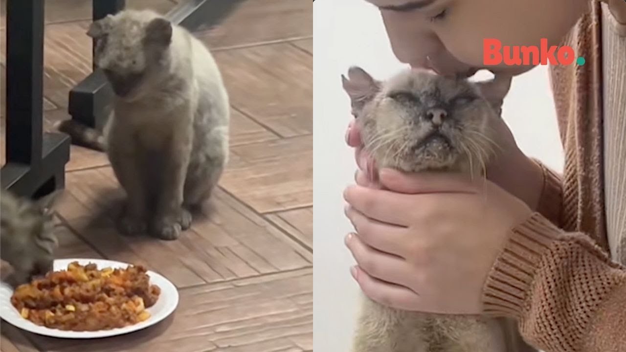 De la calle al amor: Ori, el gatito enfermo que venci&oacute; el abandono🐱🙏🏽❤️