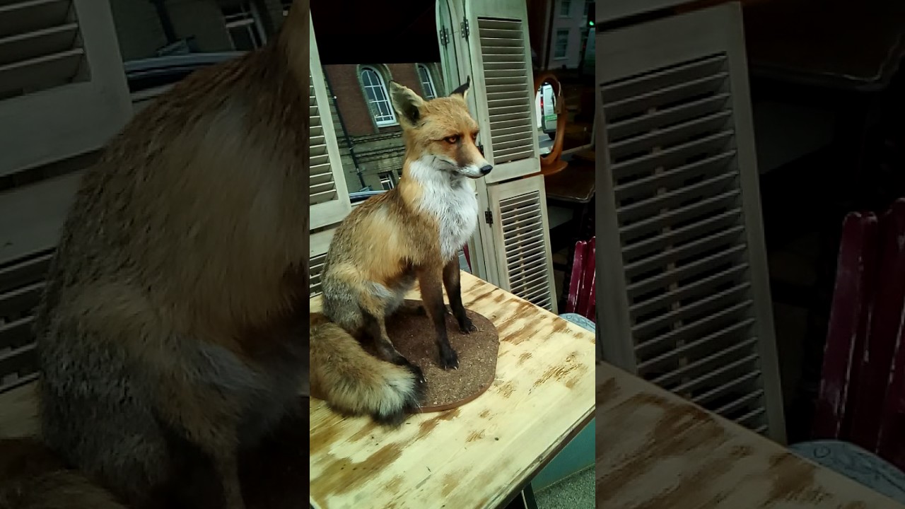 English Taxidermy - Needham Market, England - the Famous Stuffed Fox