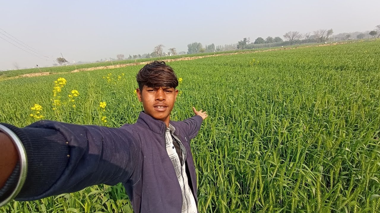 Finally khet mein 😍 gehu ki baliya 🌾 nikal aayi..
