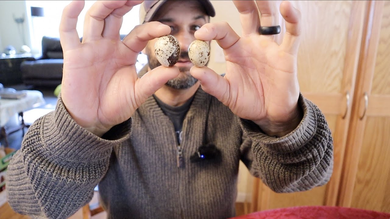 It Started with 12 Quail...Maybe It's More Than a Hobby After All.