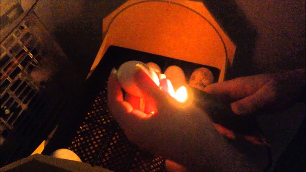 How to Candle Eggs