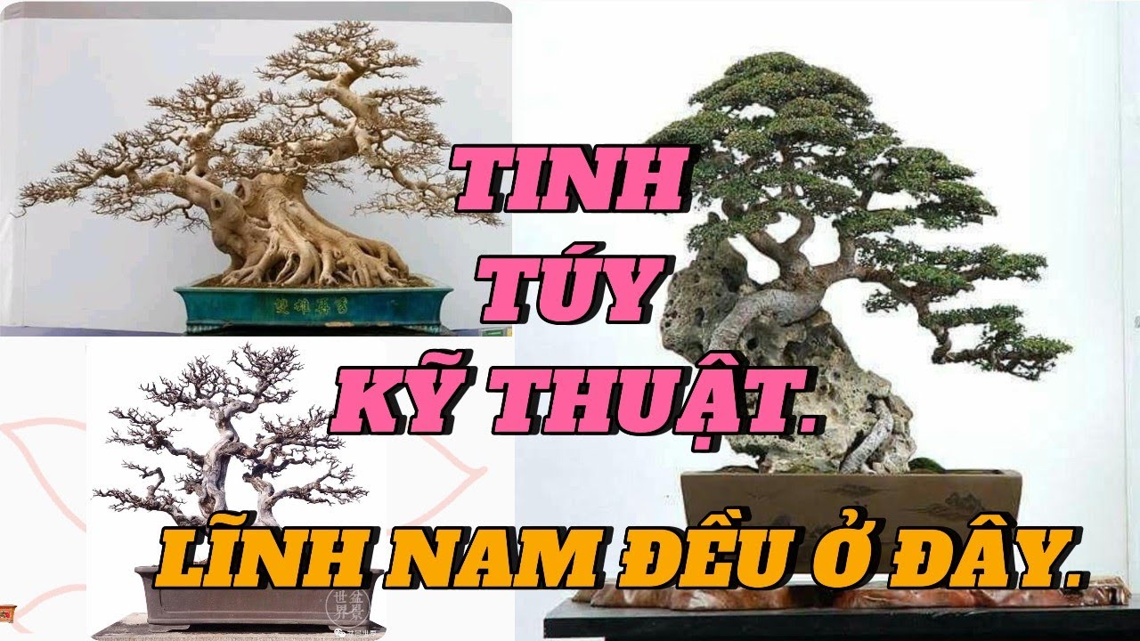 Những Tinh t&uacute;y c&acirc;y cảnh kỹ thuật Lĩnh Nam đều ở đ&acirc;y #bonsai #caycanh #bonsaitree