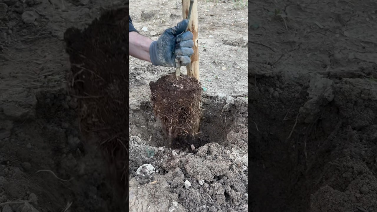 Planting little olive tree #agribros #olivertree #agriculture #olive #satisfying #gardening #plants