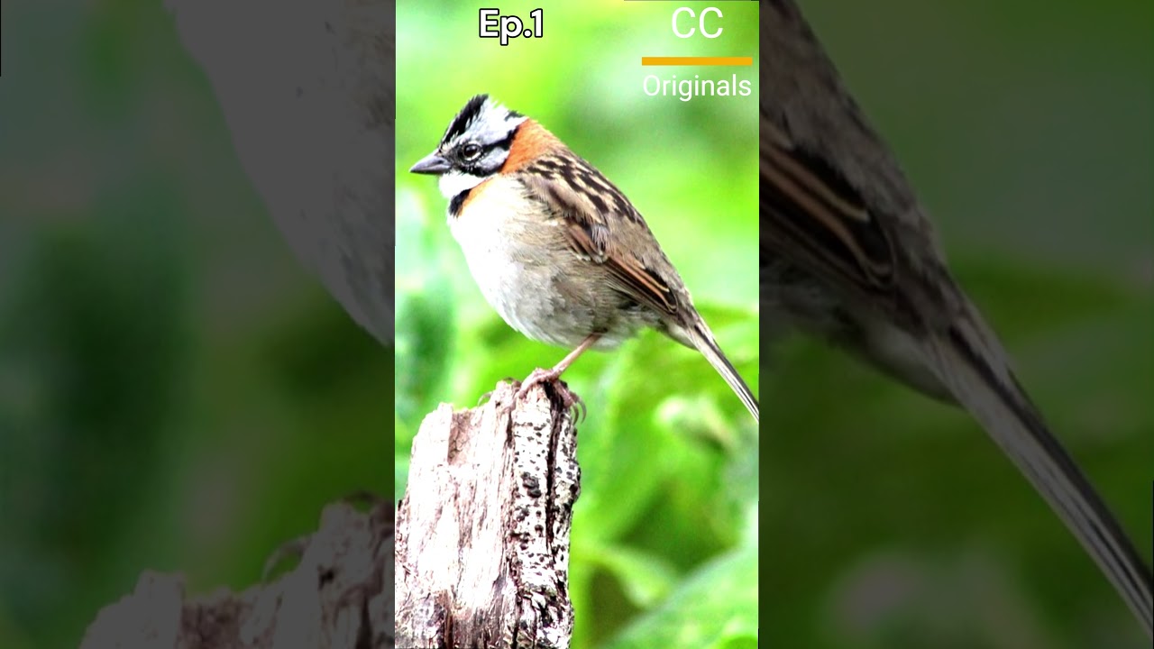 Meet the Tough Sparrow! Rufous-Collared Sparrow Survival Secrets! #critterchronicles|P1