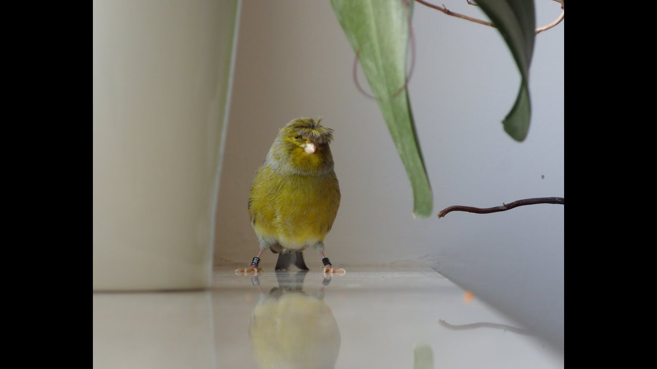 Canary singing, bird sing song, gloster with a crown Śpiew kanarka - Groszek Best Video to Traning