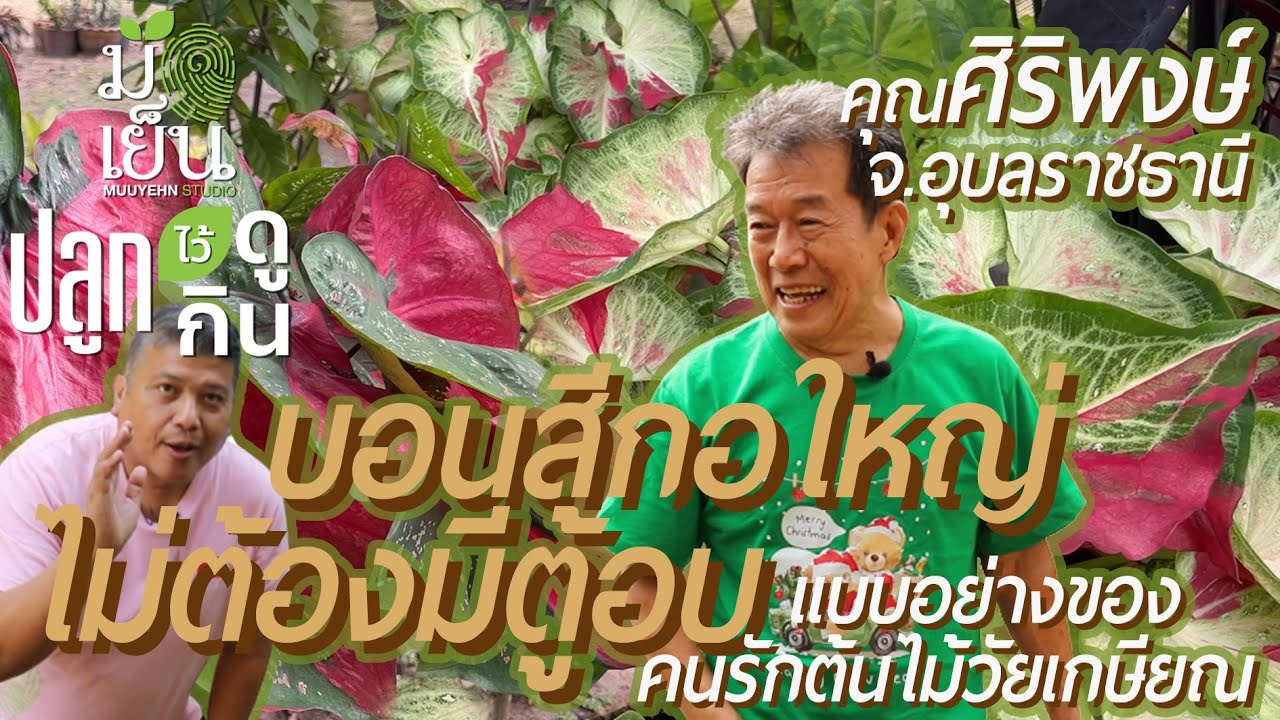 บอนสีชายชล พระนครกอใหญ่ ลูกดกกัดสีงาม ไม่ต้องมีตู้อบ อีกทั้งไม้ประดับใบงาม ผักสวนครัว และไม้ผลทุกฤดู