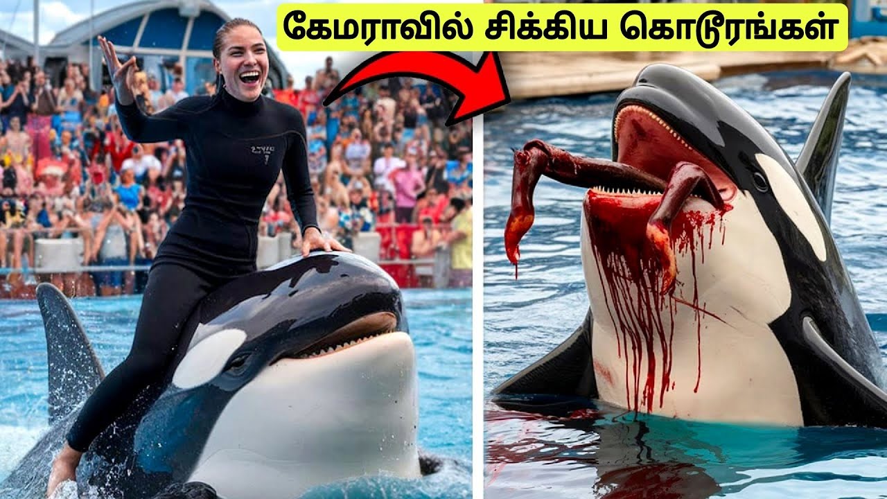 வளர்த்தவர்களை சாப்பிட்ட 10 கொடூர விலங்குகள்  | Dangerous Wild animal pets | Tamil Wonders