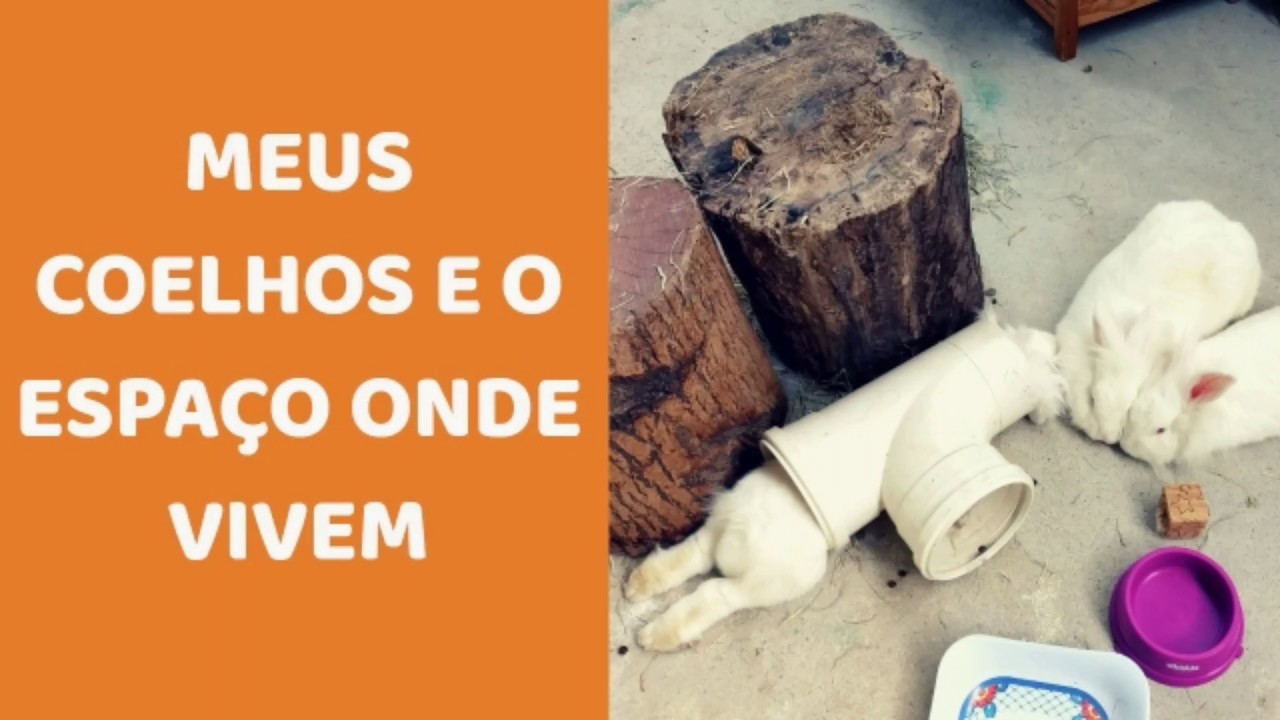 Meus coelhos e o espaço onde vivem