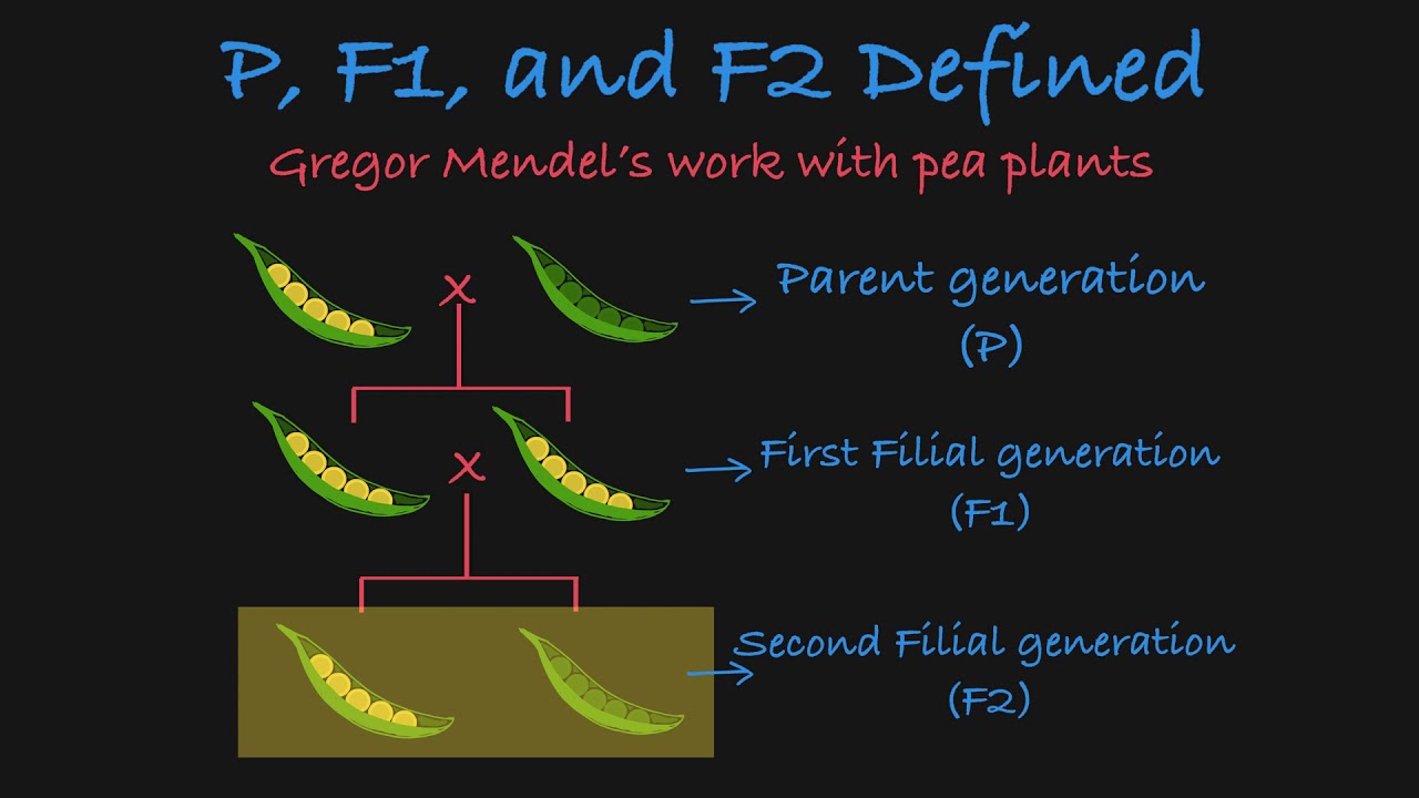 Определения P, F1 и F2