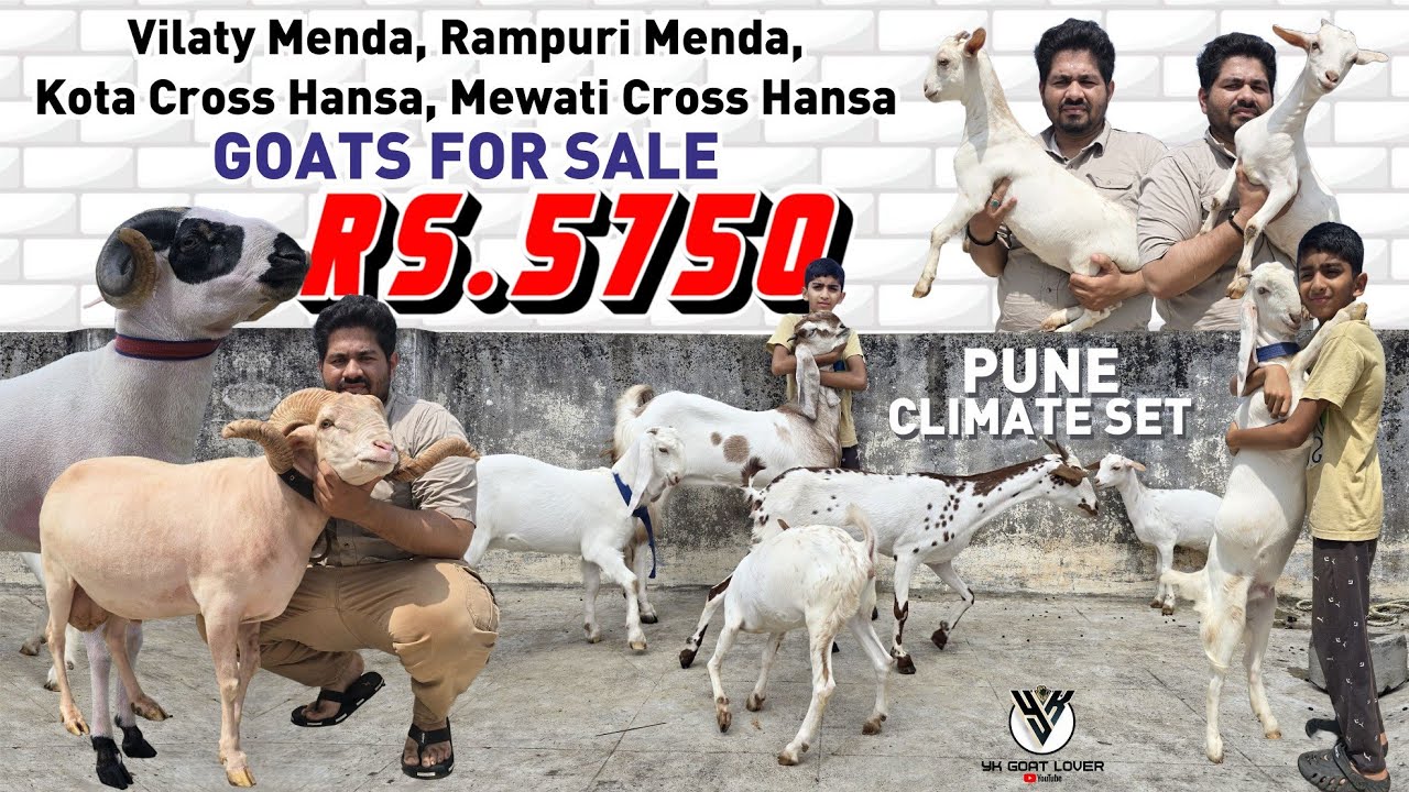 Pune Climate set Barbari Mewati Vilayti Rampuri Goats & Sheep in Pune I YK Goat Lover