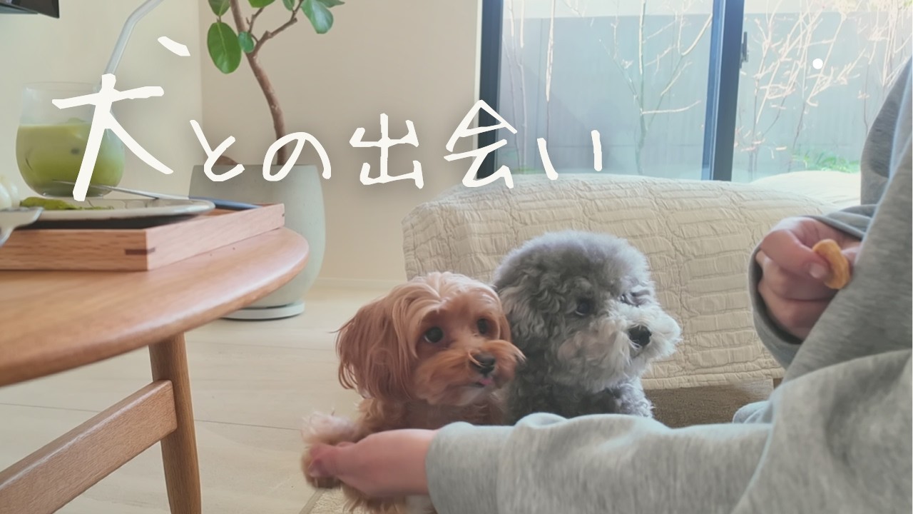 愛犬との出会いが、暮らしを変えました｜2匹と始まった今の生活【Vlog】